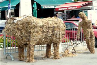 Biograd - Straw Bull