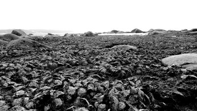 Oyster shells set in lava