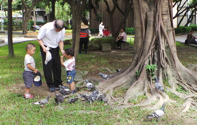 Feeding the Birds in the Taipei Peace Park