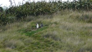 Yellow Eyed Penguins